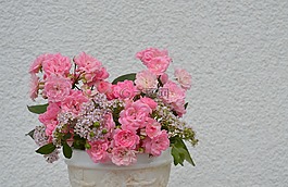 玫瑰,粉紅色,開花