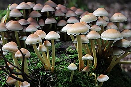 森林蘑菇,蘑菇,有毒
