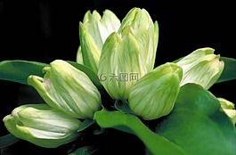 白龍膽,鮮花,花的