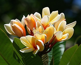姜黃色百合花,鮮花,熱帶