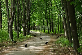 公園,烏鴉,鳥