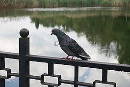 鴿子,鳥,自然