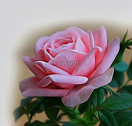 玫瑰,粉紅色,花卉