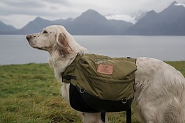 狗,萊卡,lyngen