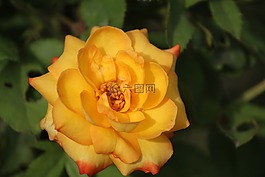 黃玫瑰,玫瑰,花