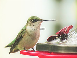 鳥,蜂鳥,關(guān)閉了