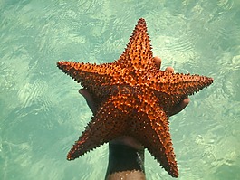 明星,海,藍(lán)色