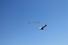 鳥,海鷗,天空