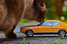 貓,巨人,汽車