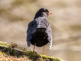 黑鳥,鳥,鳴鳥