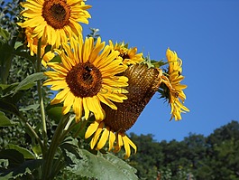 向日葵,秋季,黃色花
