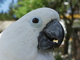 鸚鵡,鳥,性質(zhì)