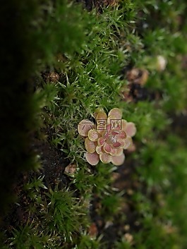 pinguicula debbertiana,butterwort,食肉动物