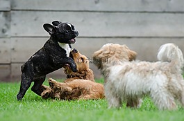 玩小狗,年轻的狗,法国斗牛犬