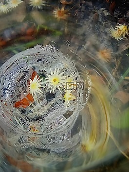 鮮花,杯,塑料