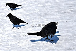 常見的烏鴉,烏鴉,雪
