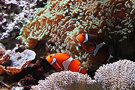 魚,或,水族館
