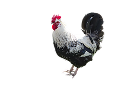 動物,哈恩,家禽