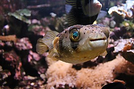 魚,水族館,眼睛