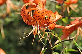 鮮花,夏,花園