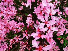 春天的花朵,性質(zhì),美麗的花