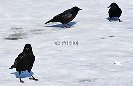 烏鴉,雪,冬天