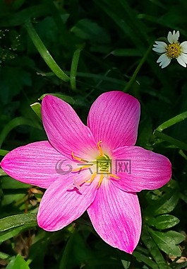 花,粉紅色,雨莉莉