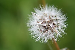 蒲公英,大自然,草地
