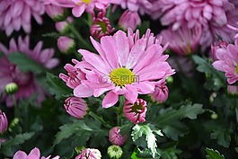 花,花蕾,粉紅色的花