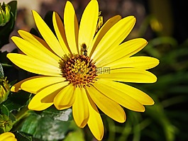 春天的花,昆虫,花蜜