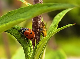 瓢蟲,瓢蟲科,polyphaga