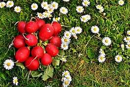 蘿卜,蔬菜,食品