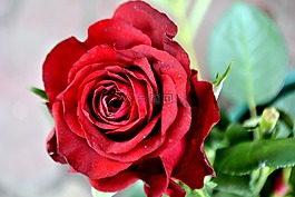 玫瑰,紅色,花