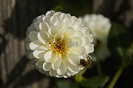 嬌琴紗,開花,白