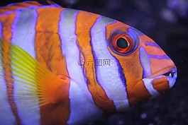魚,多彩,水下