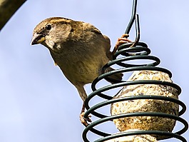 麻雀,斯珀林,鳥