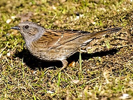 dunnock,鳥,鳴鳥