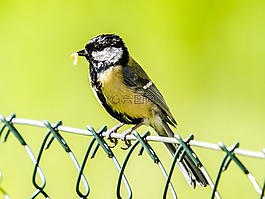 山雀,鳥,鳴鳥