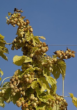 躍點,啤酒花水果,傘形花序