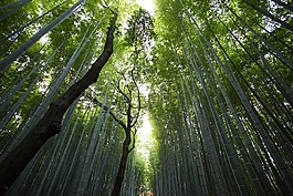 樹,森林,伍茲
