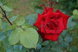 玫瑰,滴,花