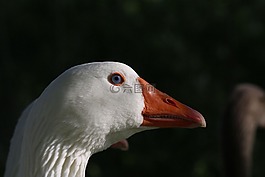 鵝,白,鳥