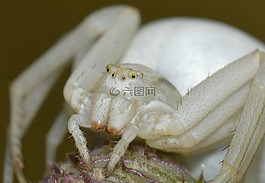 蜘蛛,misumena,vatia