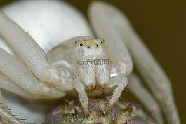 misumena,vatia,蜘蛛
