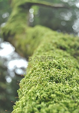 植物,苔,下降