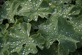 葉子,雨滴,滴