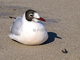 嘴鷗,海鷗,性質(zhì)