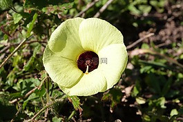 黃色花,花的領(lǐng)域,花的森林