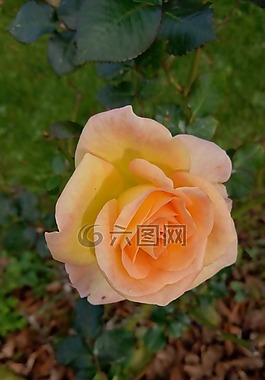 花卉,玫瑰,工作表