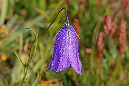 花,雨滴,性質(zhì)